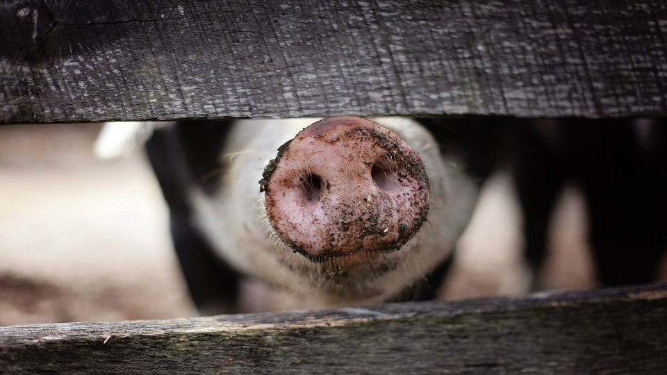 pig-snout-through-fence
